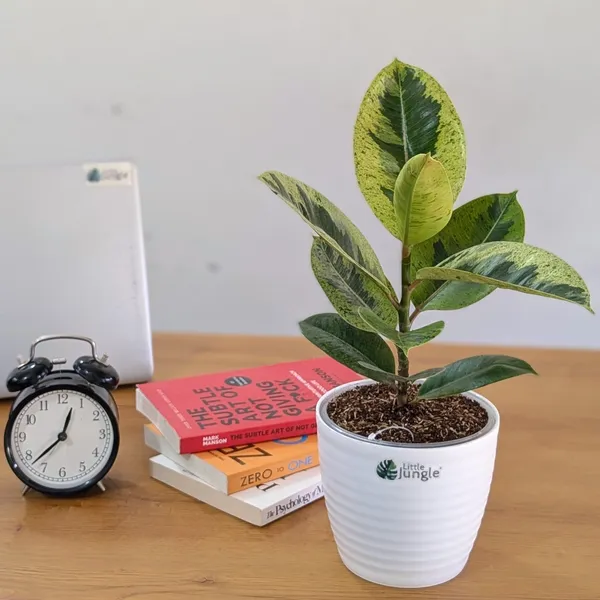 Ficus_Shivereana_Rubber_Plant,_With_White_Decor_Pot