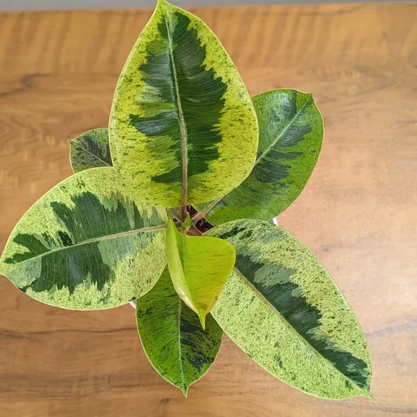 Ficus_Shivereana_Rubber_Plant,_With_White_Decor_Pot