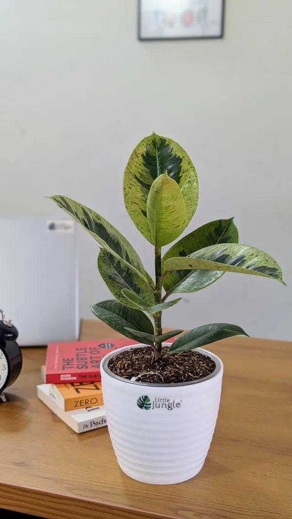 Ficus_Shivereana_Rubber_Plant,_With_White_Decor_Pot