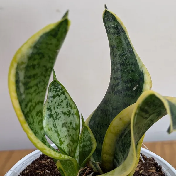 Sansevieria_Tornado_Twist,_With_White_Decor_Plant