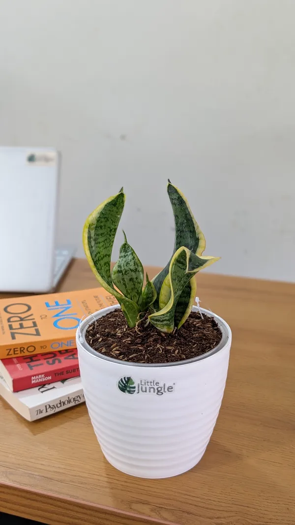 Sansevieria_Tornado_Twist,_With_White_Decor_Plant
