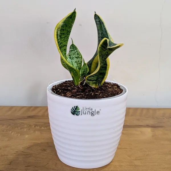 Sansevieria_Tornado_Twist,_With_White_Decor_Plant