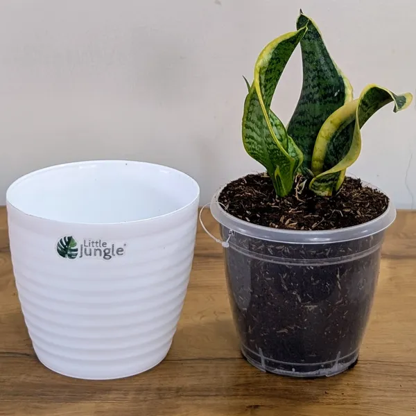 Sansevieria_Tornado_Twist,_With_White_Decor_Plant
