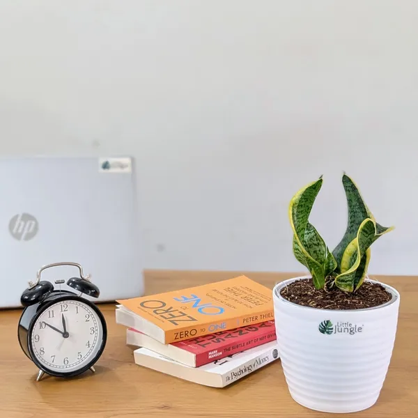 Sansevieria_Tornado_Twist,_With_White_Decor_Plant