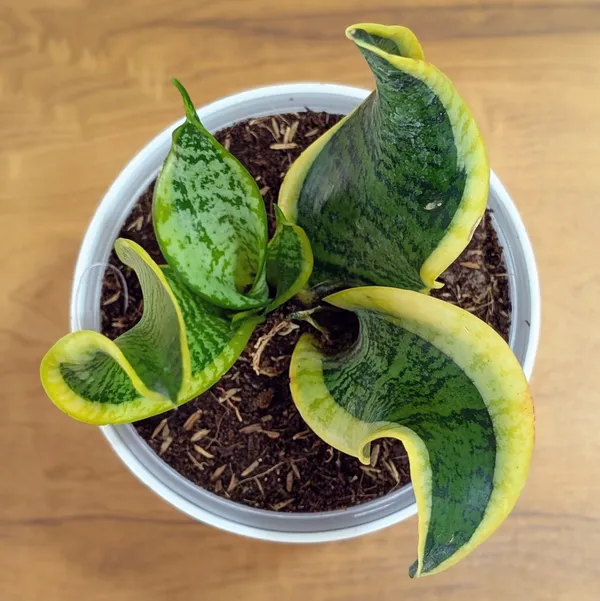 Sansevieria_Tornado_Twist,_With_White_Decor_Plant