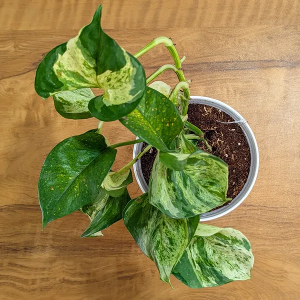 Njoy_+_Neon_+_Manjula_+_Marble_Pothos,_With_White_Decor_Pot