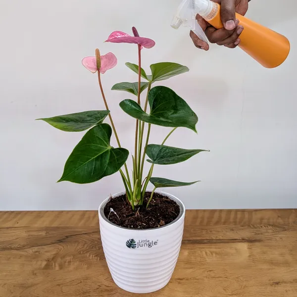 Anthurium_Puple_,_With_White_Decor_Plant