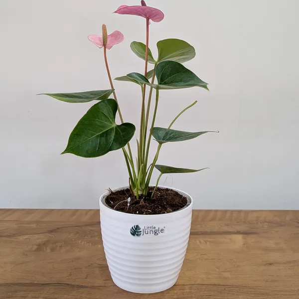 Anthurium_Puple_,_With_White_Decor_Plant