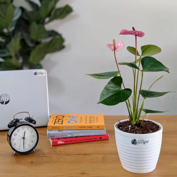 Anthurium_Puple_,_With_White_Decor_Plant