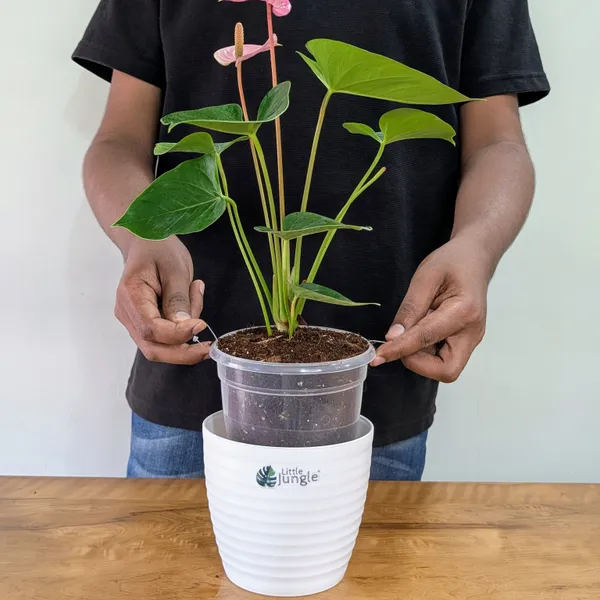 Anthurium_Puple_,_With_White_Decor_Plant
