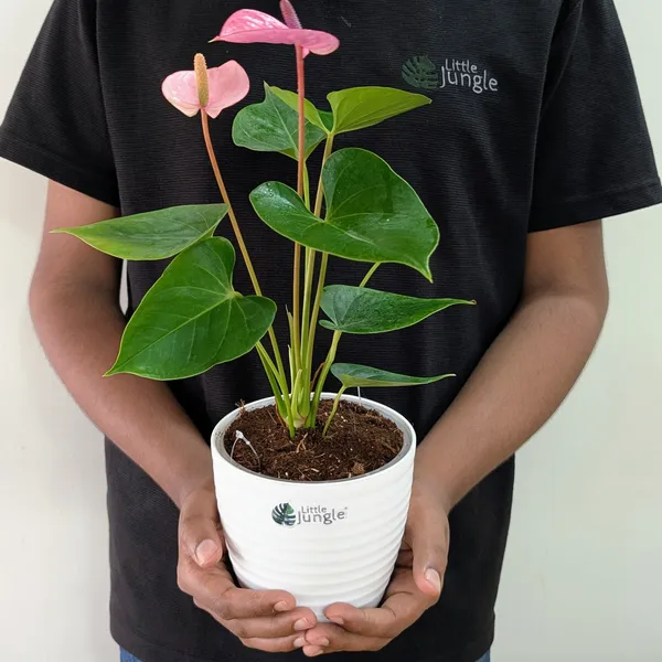 Anthurium_Puple_,_With_White_Decor_Plant