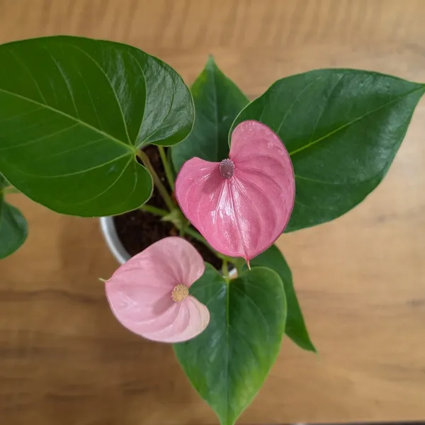 Anthurium_Puple_,_With_White_Decor_Plant