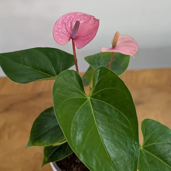 Anthurium_Puple_,_With_White_Decor_Plant