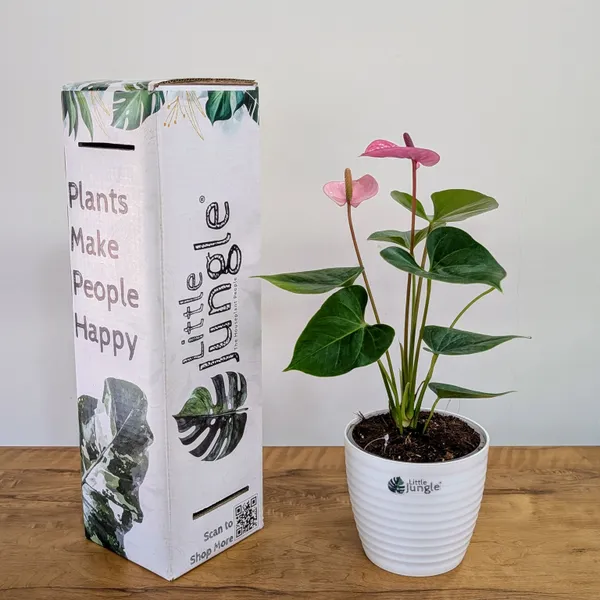 Anthurium_Puple_,_With_White_Decor_Plant