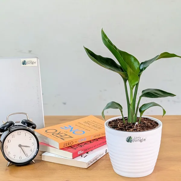 Bird_of_Paradise_Plant,_With_White_Decor_Pot