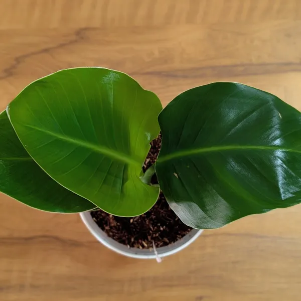 Bird_of_Paradise_Plant,_With_White_Decor_Pot