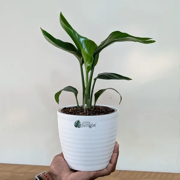 Bird_of_Paradise_Plant,_With_White_Decor_Pot