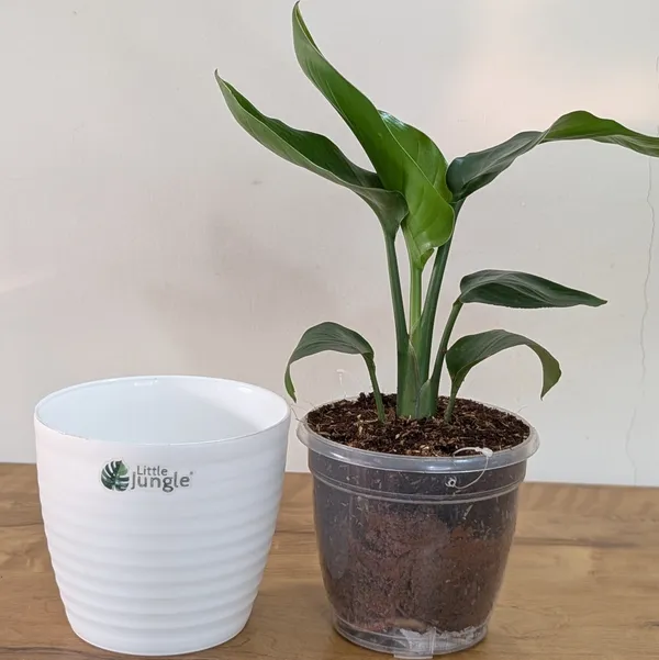 Bird_of_Paradise_Plant,_With_White_Decor_Pot