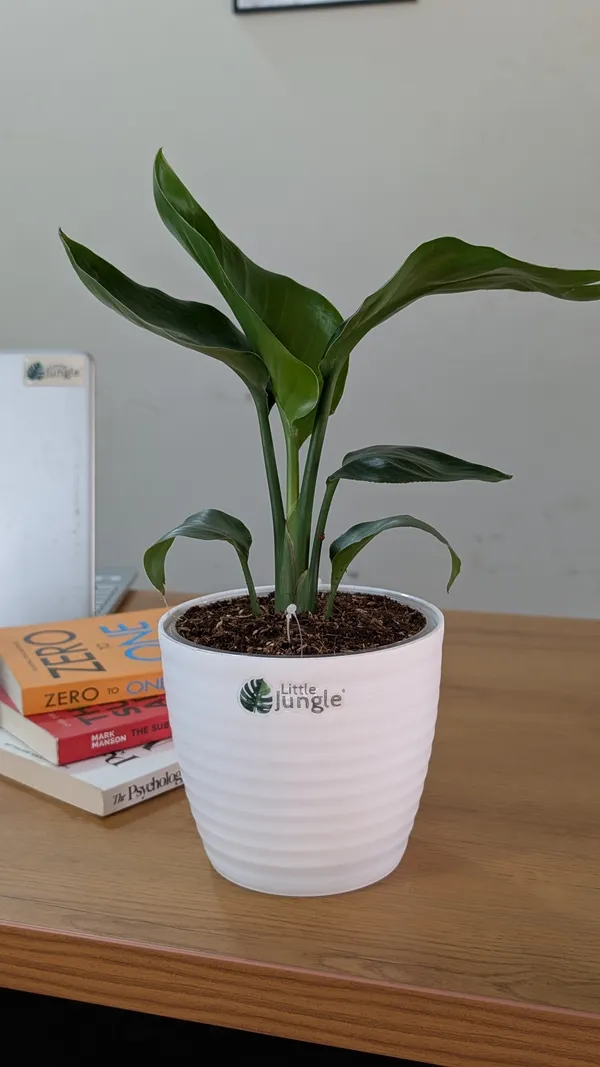 Bird_of_Paradise_Plant,_With_White_Decor_Pot