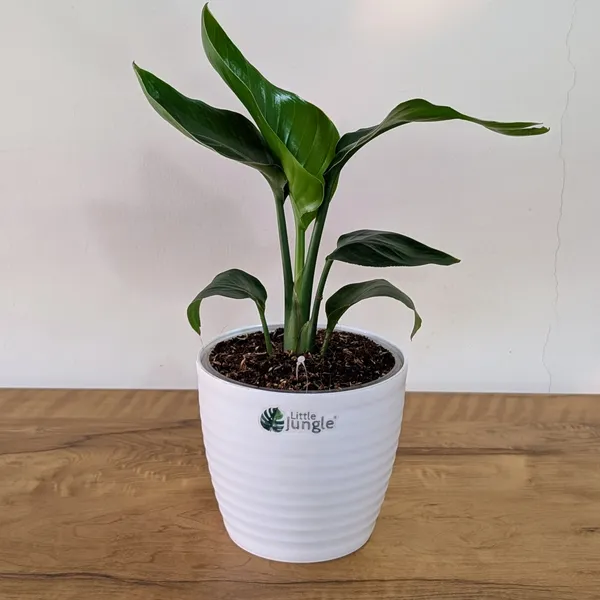 Bird_of_Paradise_Plant,_With_White_Decor_Pot