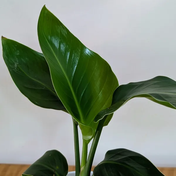 Bird_of_Paradise_Plant,_With_White_Decor_Pot