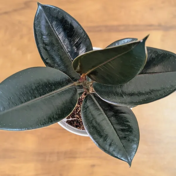 Ficus_Black_Rubber,_With_White_Decor_Pot