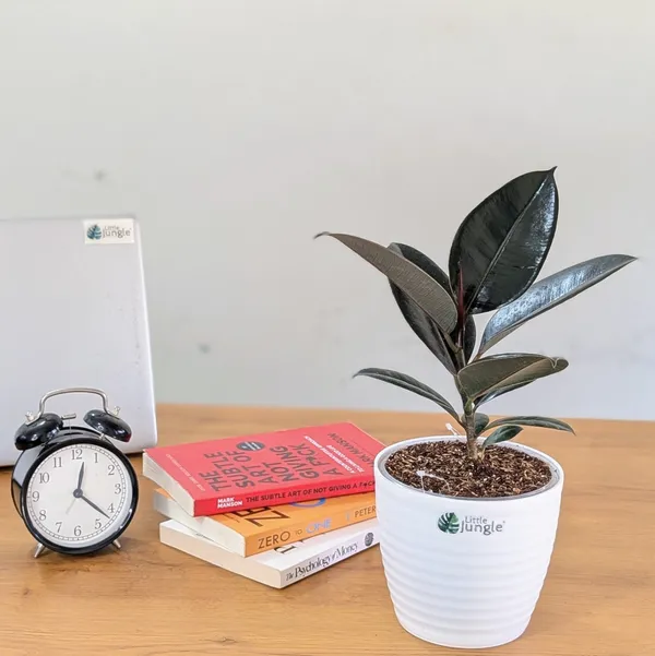 Ficus_Black_Rubber,_With_White_Decor_Pot