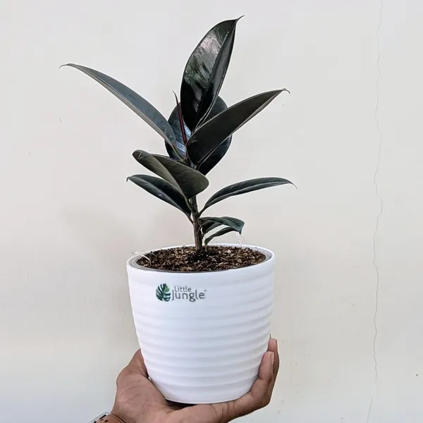 Ficus_Black_Rubber,_With_White_Decor_Pot