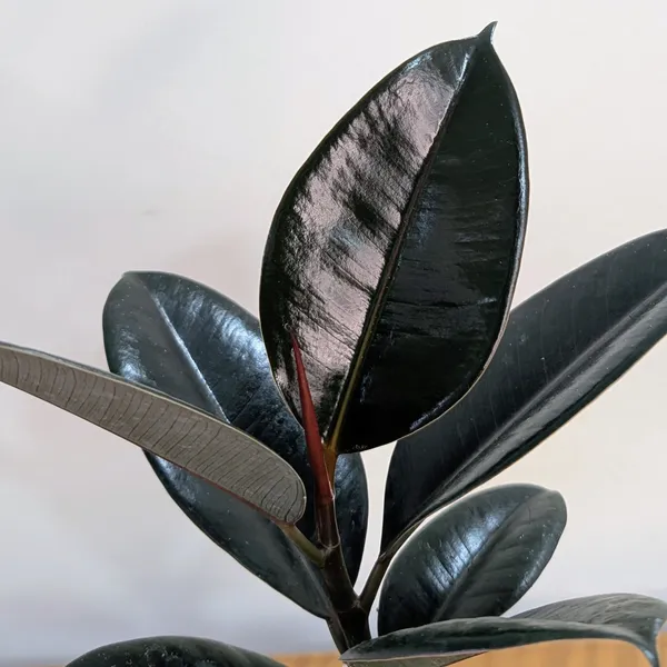Ficus_Black_Rubber,_With_White_Decor_Pot