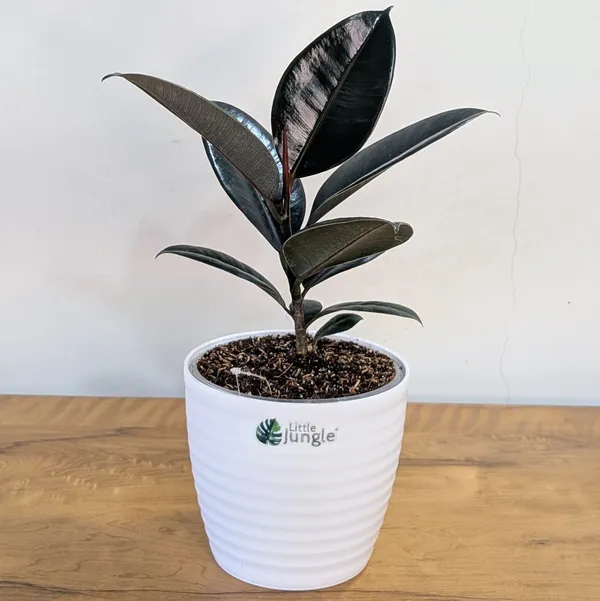 Ficus_Black_Rubber,_With_White_Decor_Pot