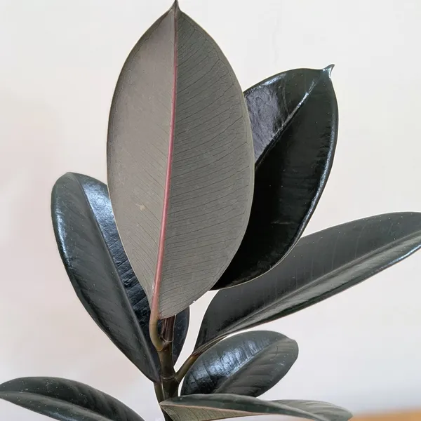Ficus_Black_Rubber,_With_White_Decor_Pot