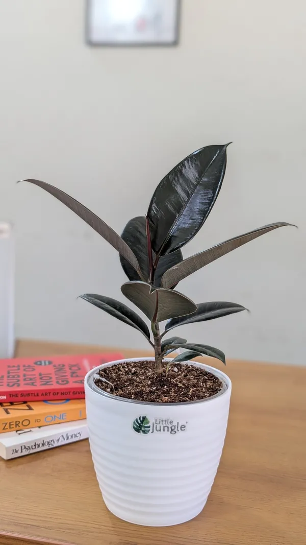 Ficus_Black_Rubber,_With_White_Decor_Pot