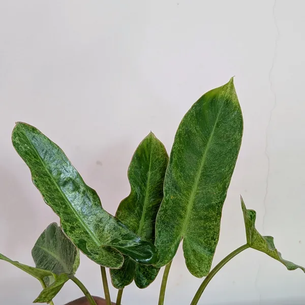 Philodendron_Paraiso_Verde_Variegated,_With_White_Decor_Plant