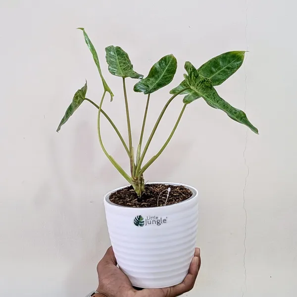 Philodendron_Paraiso_Verde_Variegated,_With_White_Decor_Plant