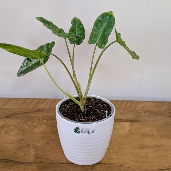 Philodendron_Paraiso_Verde_Variegated,_With_White_Decor_Plant