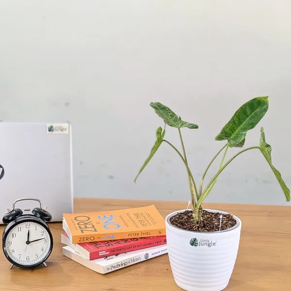 Philodendron_Paraiso_Verde_Variegated,_With_White_Decor_Plant