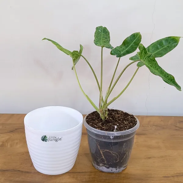 Philodendron_Paraiso_Verde_Variegated,_With_White_Decor_Plant