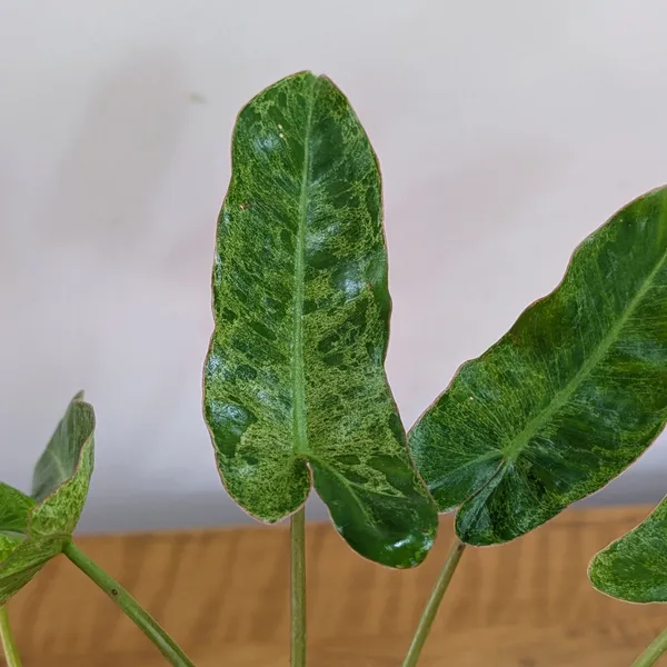 Philodendron_Paraiso_Verde_Variegated,_With_White_Decor_Plant