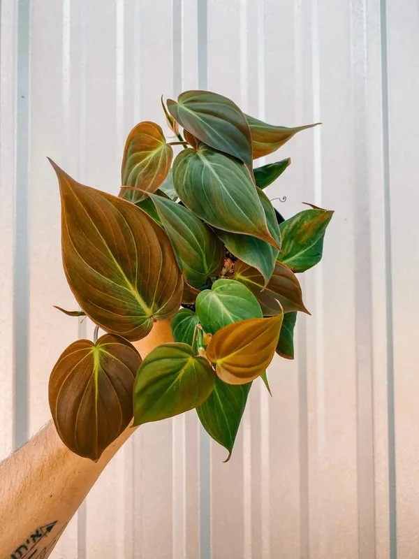 Philodendron_Micans_Velvet_Leaf,_With_White_Decor_Plant