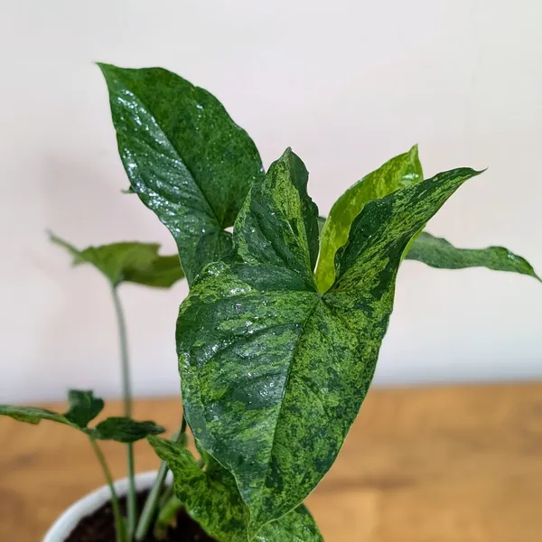 Syngonium_Mojito,_With_Decor_Pot