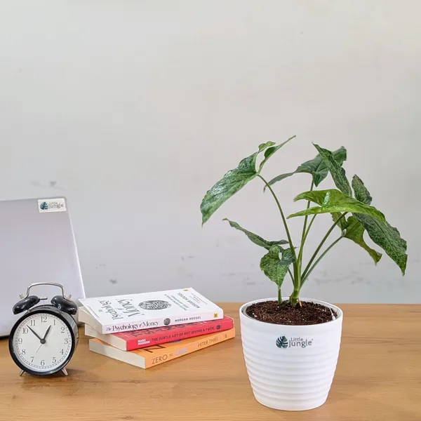 Syngonium_Mojito,_With_Decor_Pot