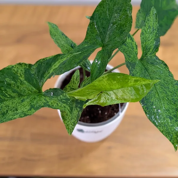 Syngonium_Mojito,_With_Decor_Pot