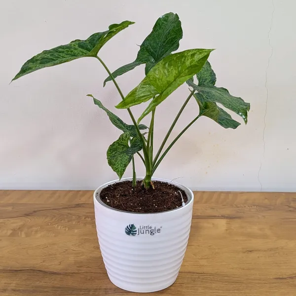 Syngonium_Mojito,_With_Decor_Pot