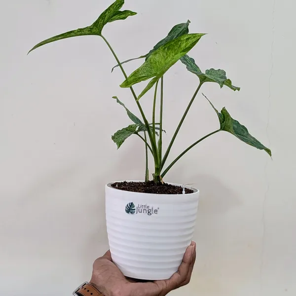 Syngonium_Mojito,_With_Decor_Pot