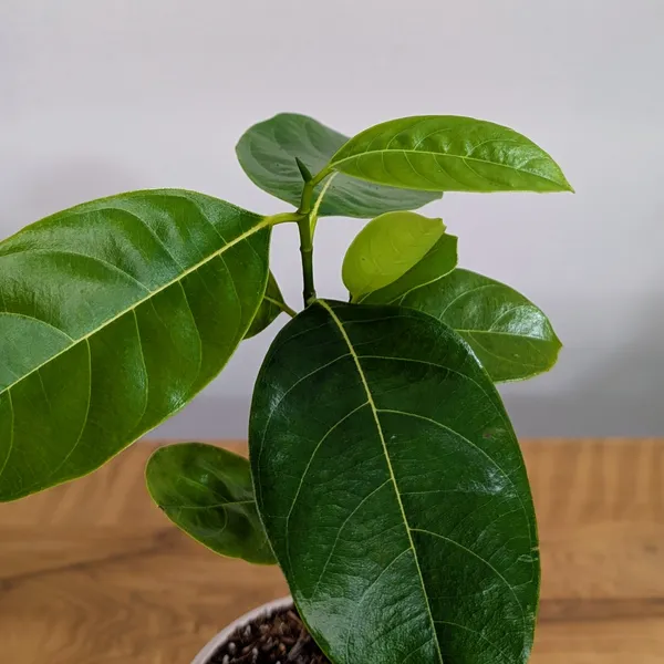 Vietnam_Super_Early_Jackfruit_Plant
