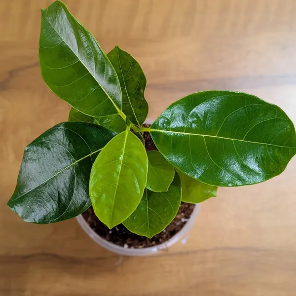 Vietnam_Super_Early_Jackfruit_Plant