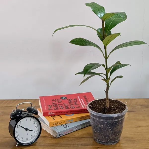 Mangosteen_Plant