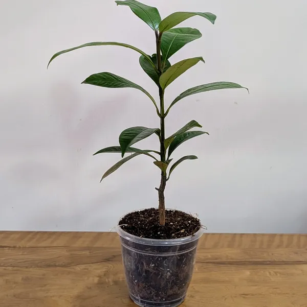 Mangosteen_Plant