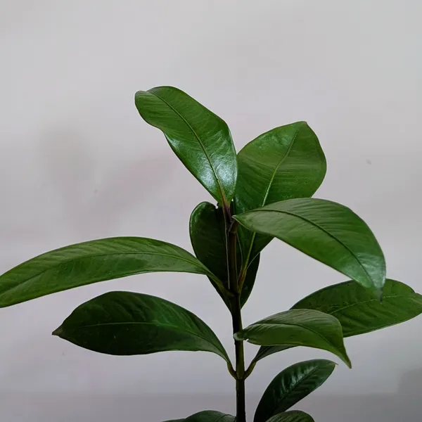 Mangosteen_Plant