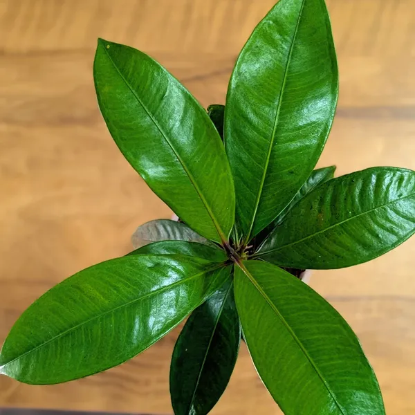 Mangosteen_Plant
